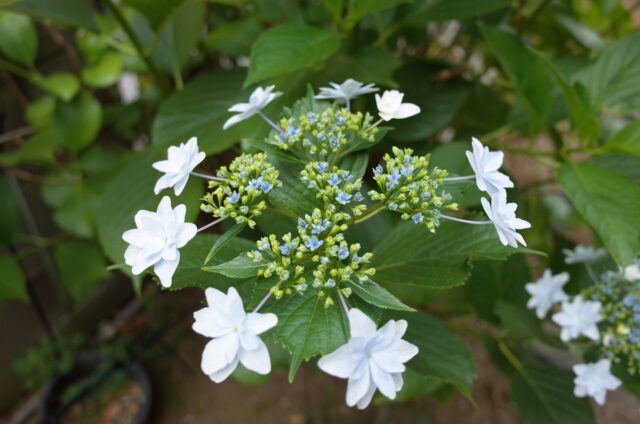 我が家の「紫陽花」が咲いてきた