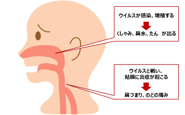 マスクより鼻うがい